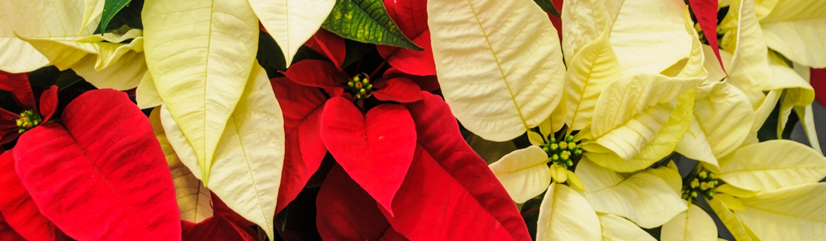 Christmas Morning Mass