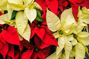 Christmas Morning Mass